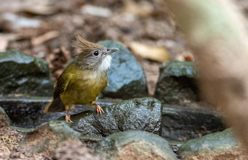 Puff-throated Bulbul (Alophoixus pallidus), photo 6