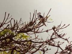 Elanus caeruleus image