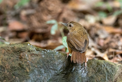 Malacocincla abbotti