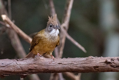 Alophoixus ochraceus