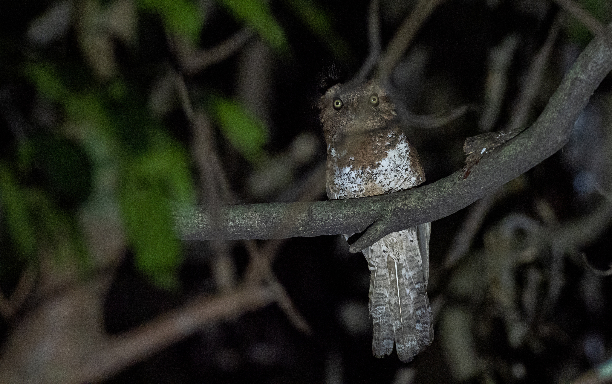 Blyth's Frogmouth (Batrachostomus affinis), photo 3