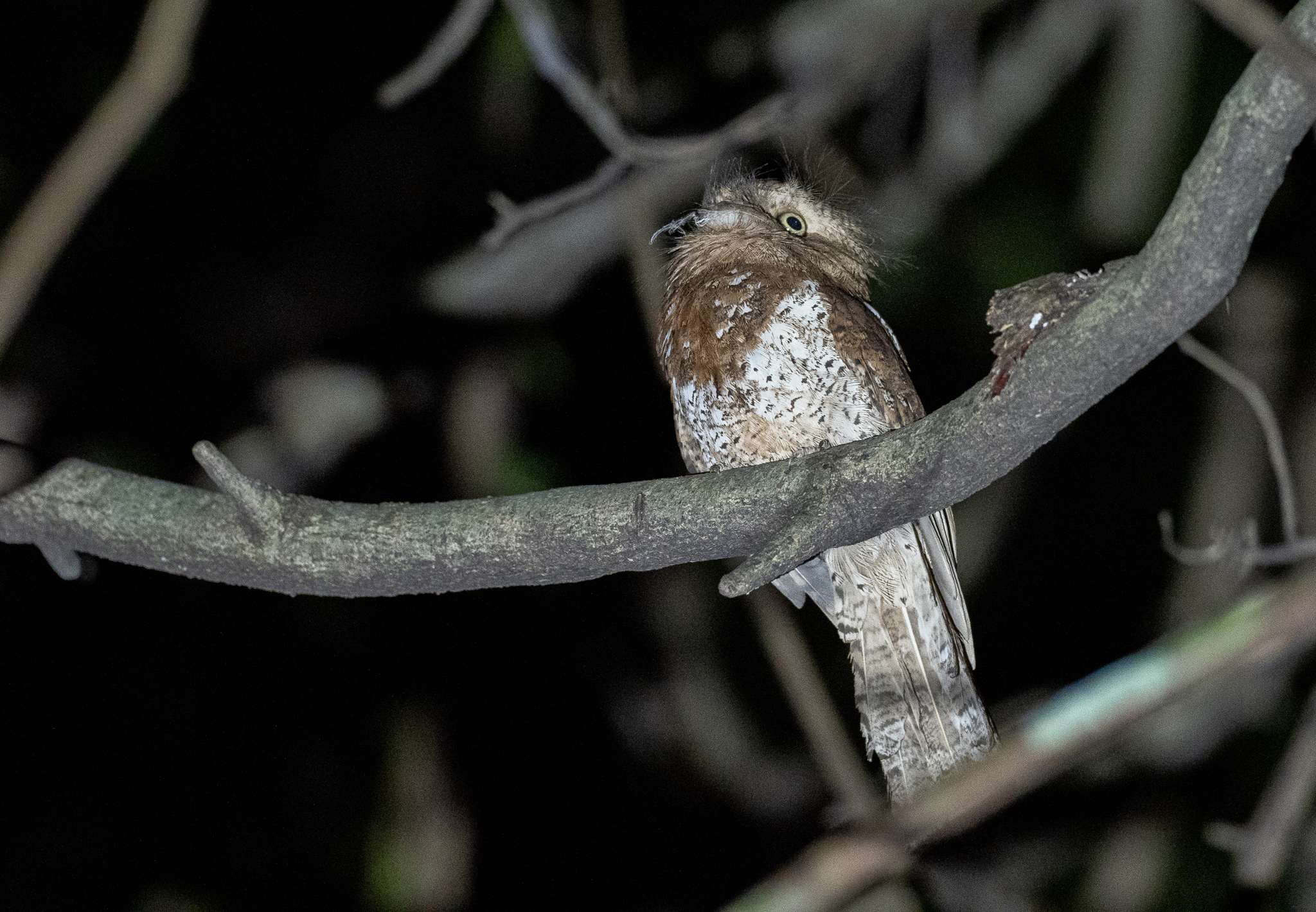 Blyth's Frogmouth (Batrachostomus affinis), photo 4