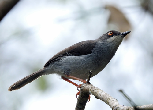 Gosling's Apalis