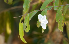 Genusa bigutta