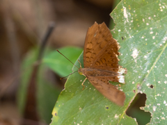 Tanaecia julii