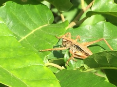 Paratlanticus ussuriensis