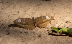 Tanaecia julii odilina