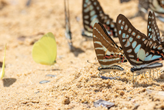 Graphium aristeus
