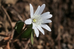 Anemonoides raddeana