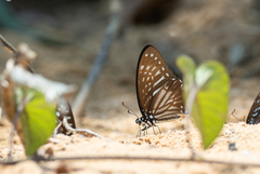 Graphium macareus