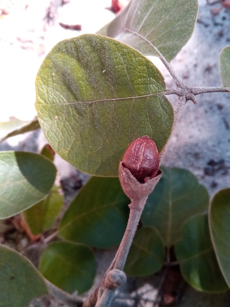 Vitex perrieri
