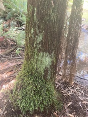 Cyathophorum bulbosum