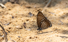 Graphium macareus