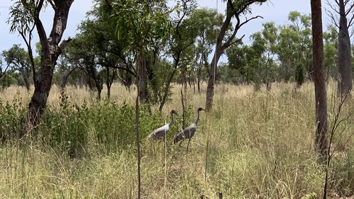 Brolga