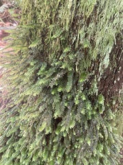 Cyathophorum bulbosum