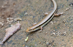 Sphenomorphus maculatus