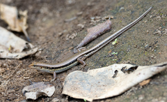 Sphenomorphus maculatus