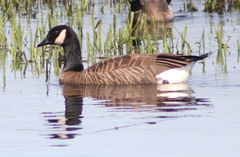 Branta canadensis occidentalis