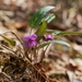 Viola violacea makinoi - Photo (c) 海野ふる子, μερικά δικαιώματα διατηρούνται (CC BY-NC), uploaded by 海野ふる子