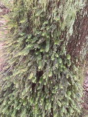 Cyathophorum bulbosum