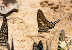 Graphium aristeus