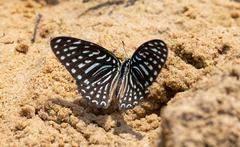 Graphium megarus