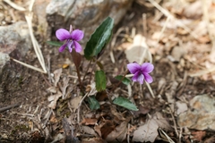 Viola violacea