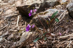 Viola violacea