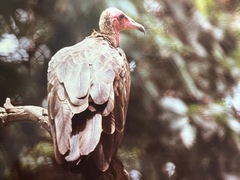 Necrosyrtes monachus