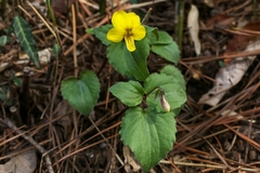 Viola orientalis