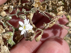 Drymaria holosteoides