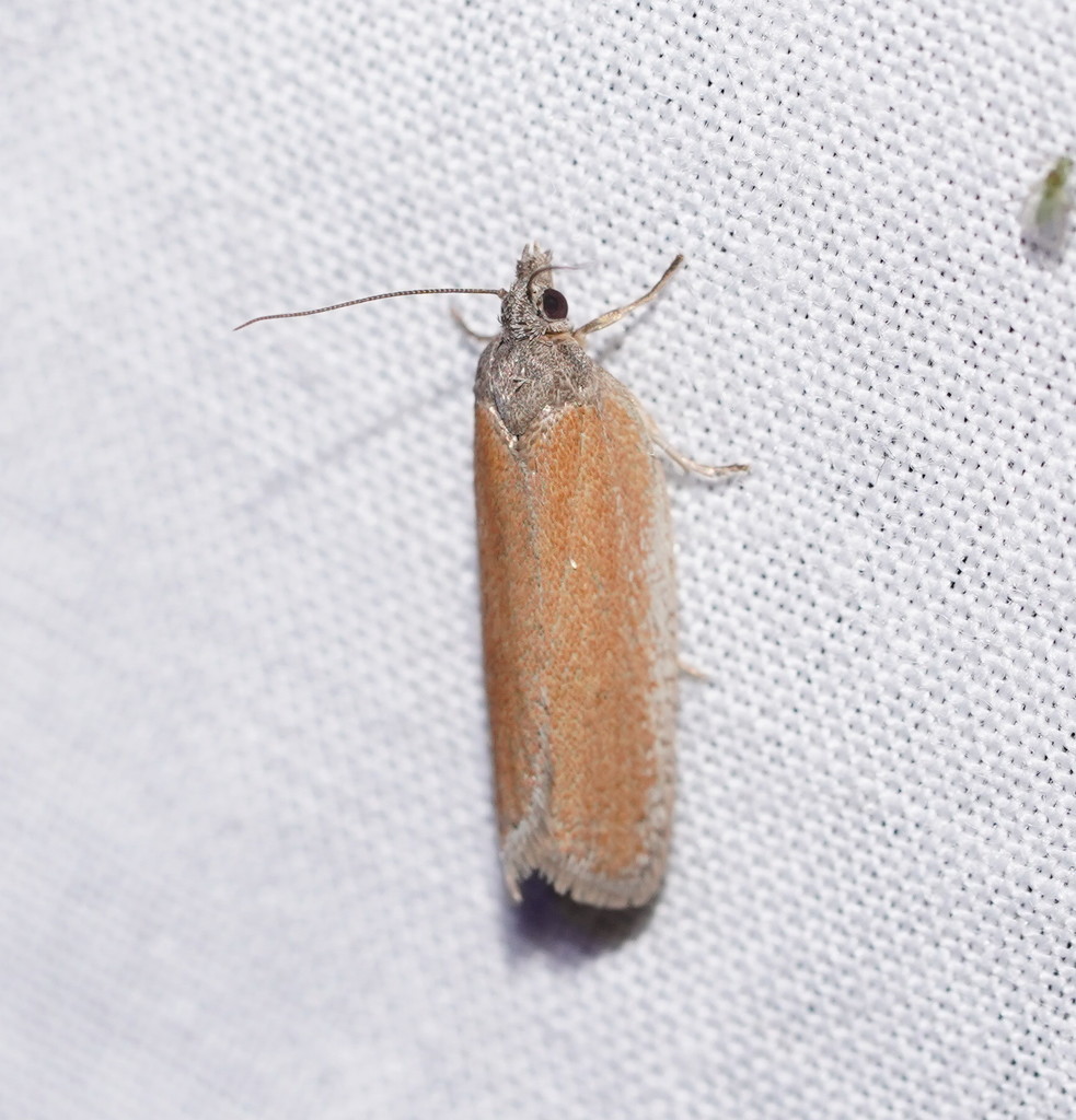 Ericodesma liquidana