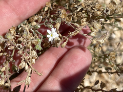 Drymaria holosteoides