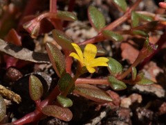 Portulaca bicolor