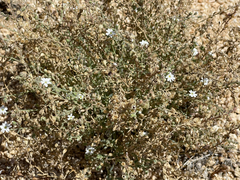 Drymaria holosteoides