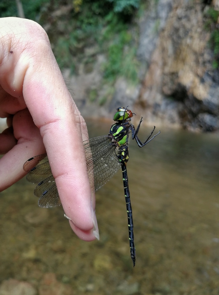 Yellow-spotted Dusk-hawker