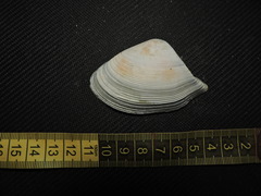 Crassula aequilatera