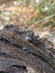 Pseudoglomeris angustifolia