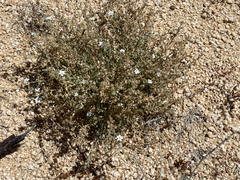 Drymaria holosteoides