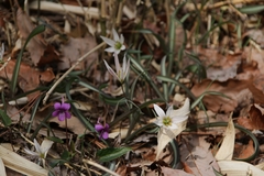 Amana erythronioides