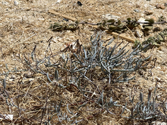 Porophyllum maritimum