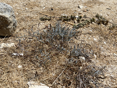 Porophyllum maritimum