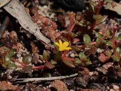 Portulaca bicolor