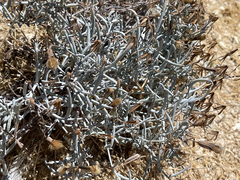 Porophyllum maritimum