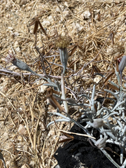 Porophyllum maritimum