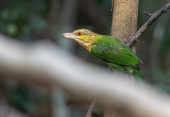 Psilopogon faiostrictus