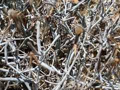 Porophyllum maritimum