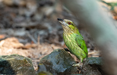 Psilopogon faiostrictus