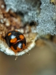 Cyllodes
