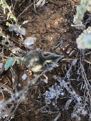 Sminthopsis macroura